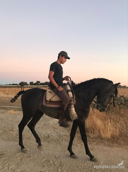 Potros Cruzado  - Excelente potro vaquero 