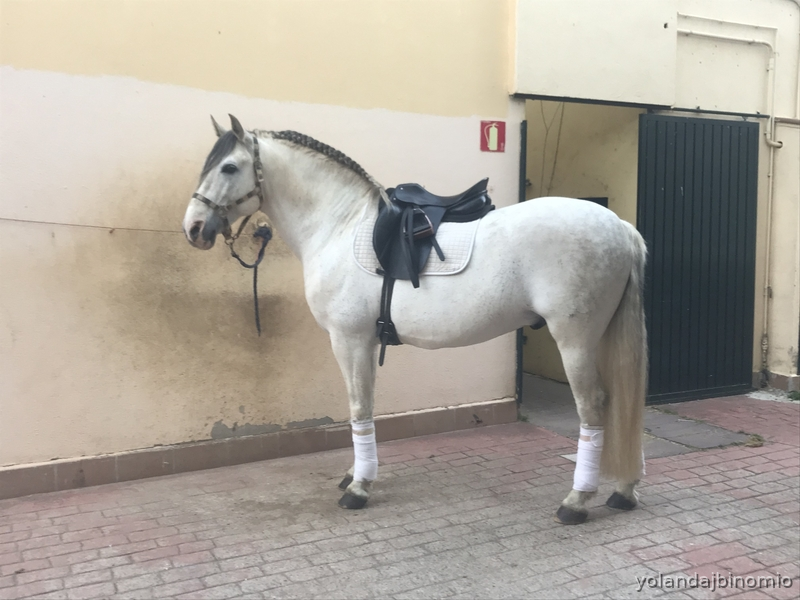 Caballo MAGNIFICO  PRE DE DOMA CLASICA O ALTA ESCUELA in 
