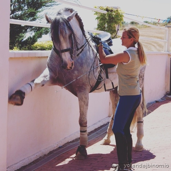 Caballos Pura Raza Española (P.R.E.) PRE - Caballo MAGNIFICO  PRE DE DOMA CLASICA O ALTA ESCUELA