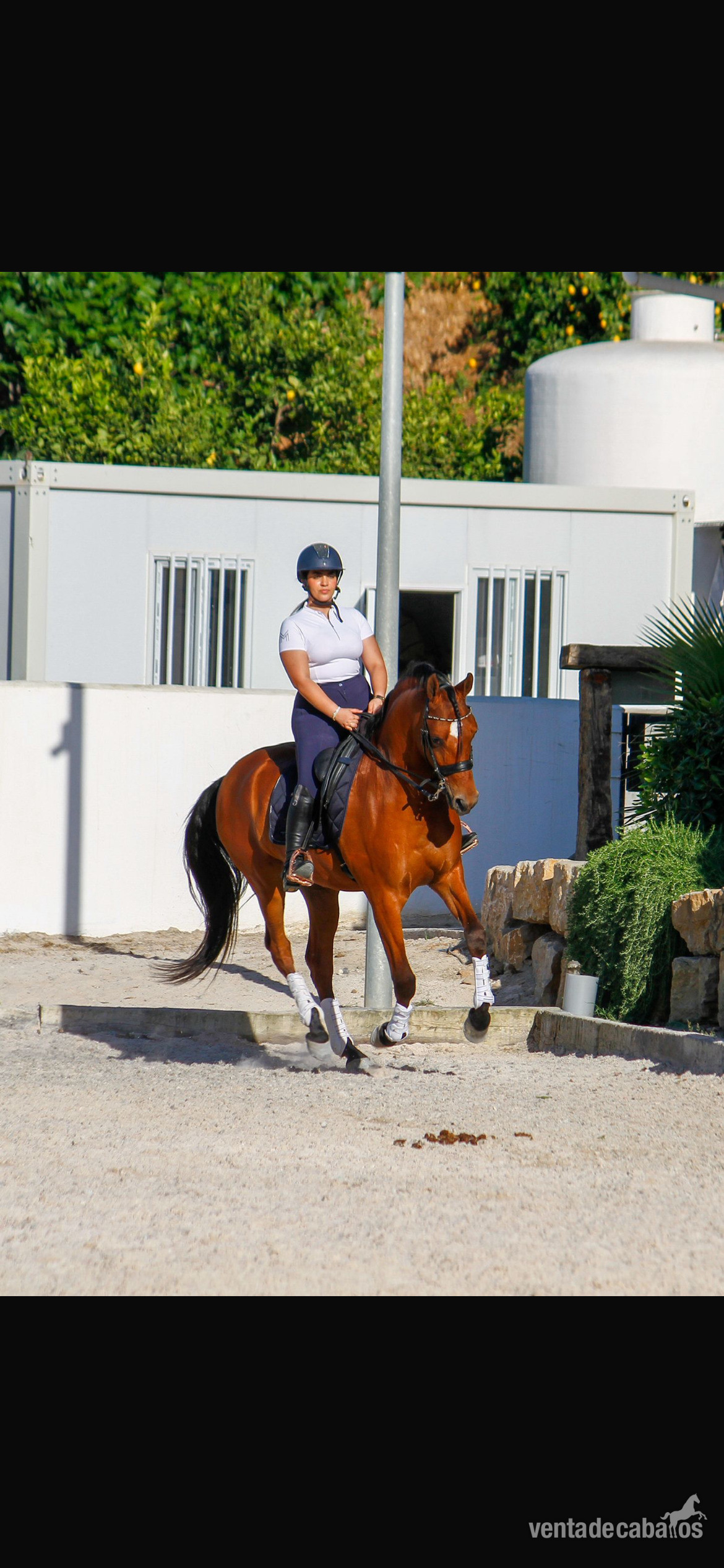 Caballo hispanoárabe castrado - Caballo Hispano Árabe EMPTY
