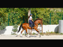 Caballo hispanoárabe castrado