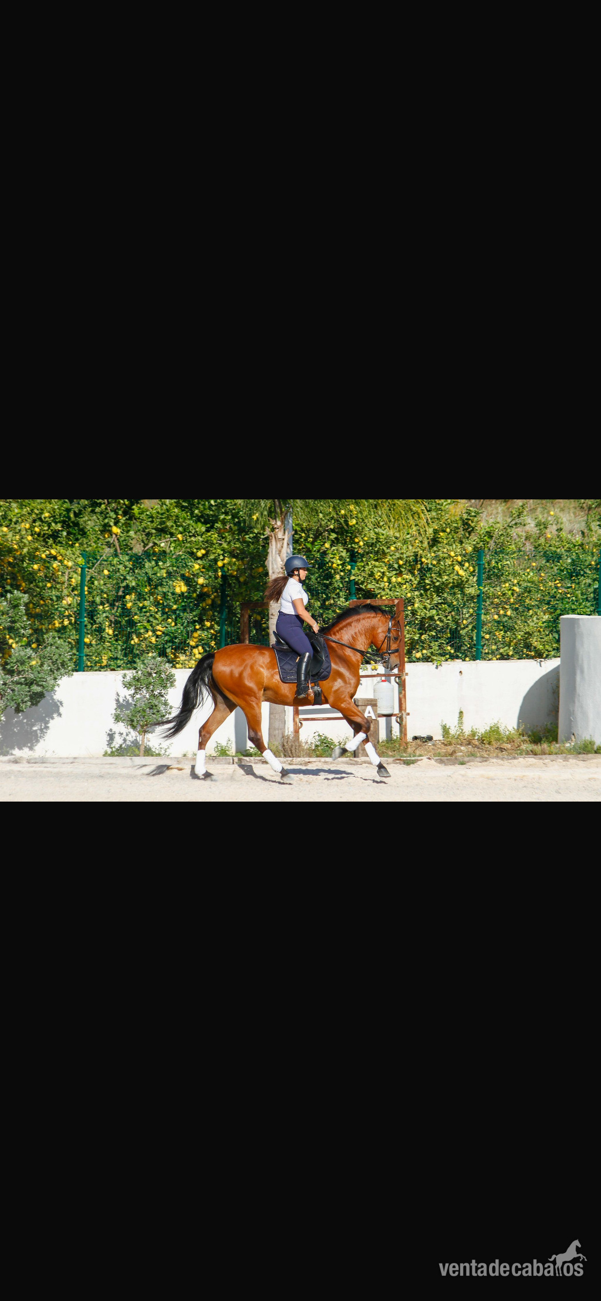 Caballo hispanoárabe castrado - EMPTY