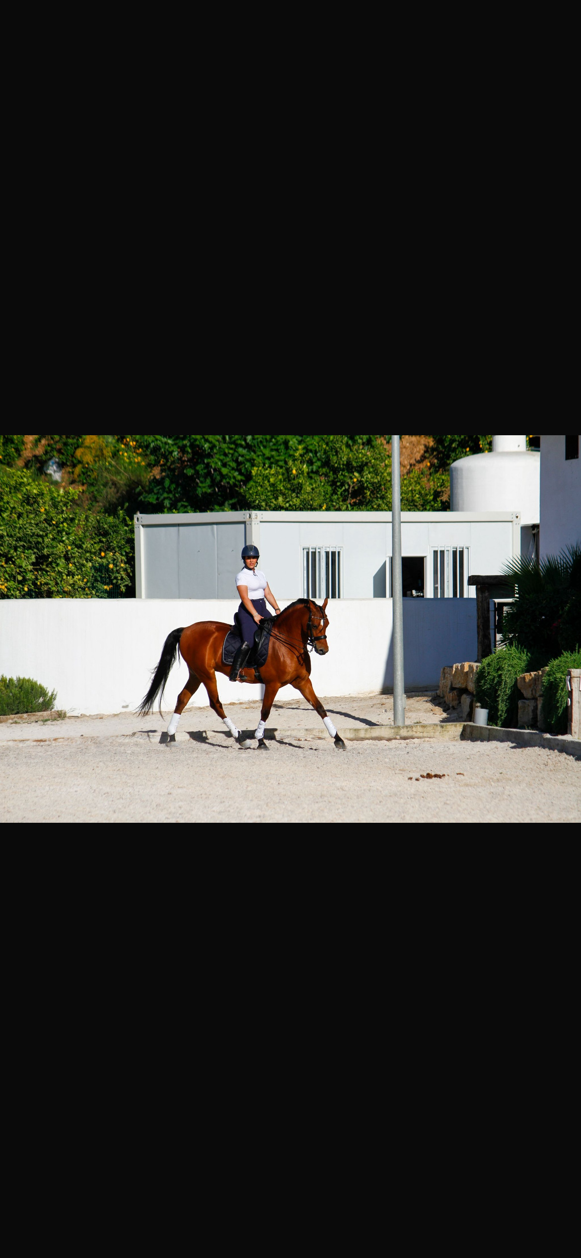 Caballo Hispano Árabe EMPTY - Caballo hispanoárabe castrado