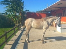 Se vende yegua PRE