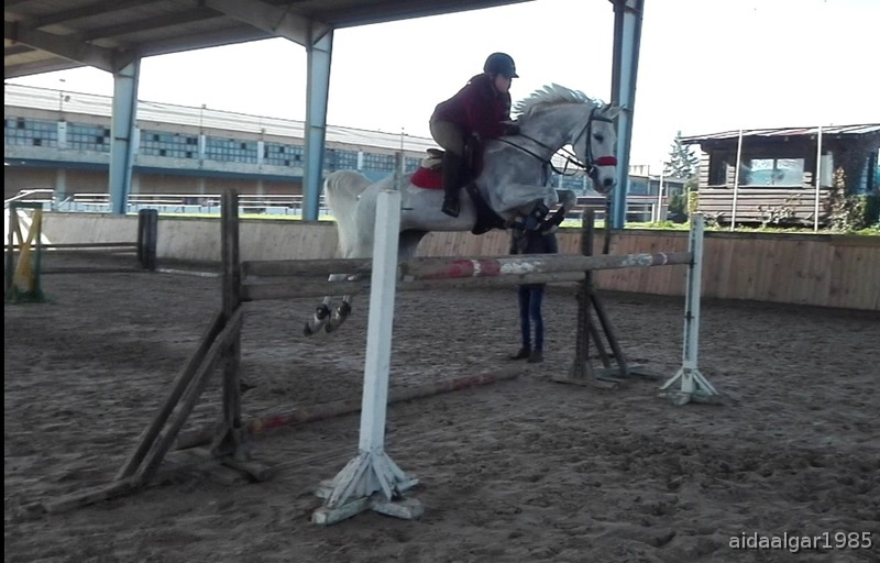 Busco caballo cedido para concursar in 