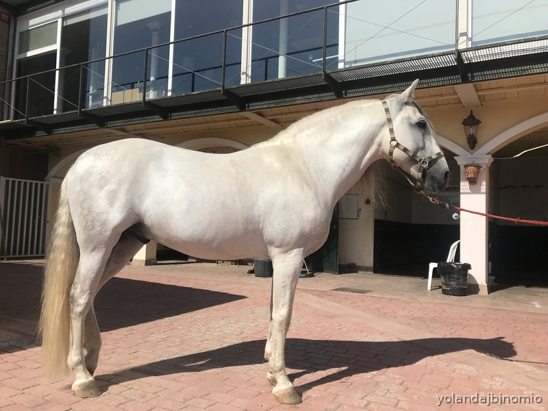 Caballo MAGNIFICO  PRE DE DOMA CLASICA O ALTA ESCUELA in 