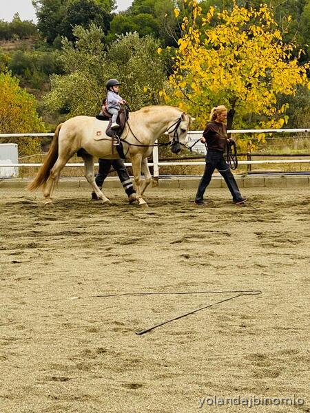 Caballos Pura Raza Española (P.R.E.) PRE - Caballo MAGNIFICO  PRE DE DOMA CLASICA O ALTA ESCUELA