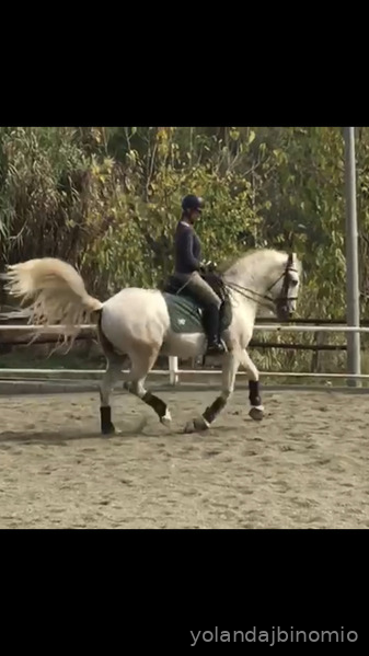 Caballo MAGNIFICO  PRE DE DOMA CLASICA O ALTA ESCUELA - Caballos Pura Raza Española (P.R.E.) PRE