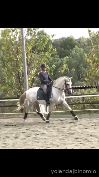 Caballo MAGNIFICO  PRE DE DOMA CLASICA O ALTA ESCUELA - PRE
