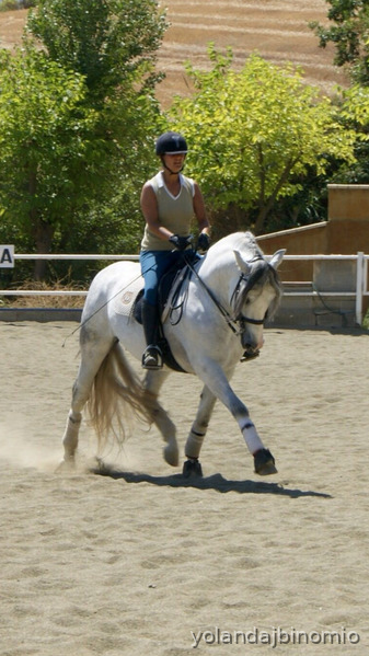 Caballo MAGNIFICO  PRE DE DOMA CLASICA O ALTA ESCUELA - Caballos Pura Raza Española (P.R.E.)