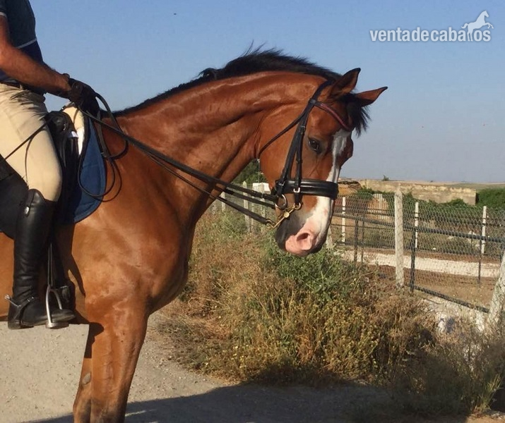 Williard,Hannoveriano Nivel San Jorge in 