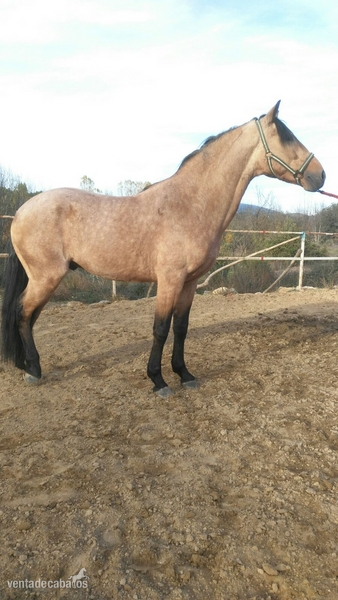 Caballo luso cuarto de milla  in 