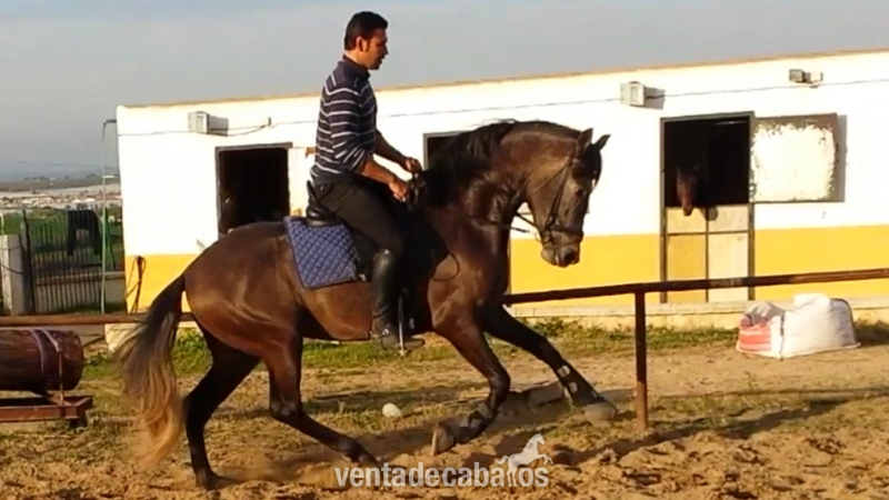 Caballos Pura Raza Española (P.R.E.) Pura Raza Española - ventura Gonzalo Valenzuela