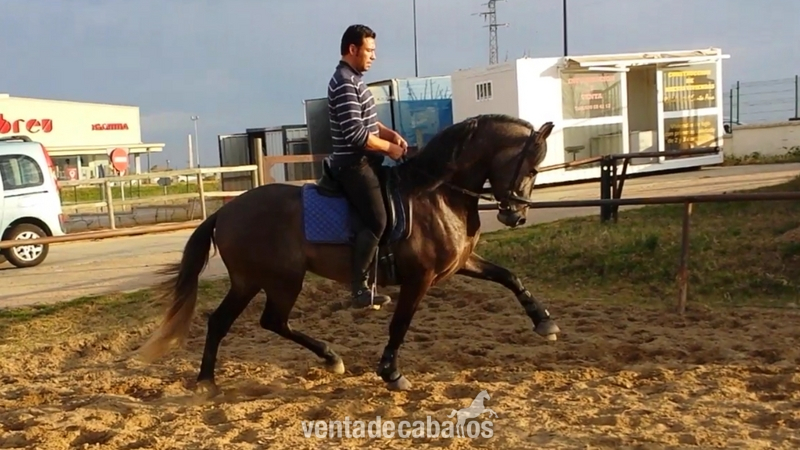 ventura Gonzalo Valenzuela - Caballos Pura Raza Española (P.R.E.) Pura Raza Española