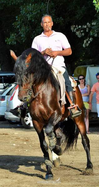 Caballo  pre castaño in 