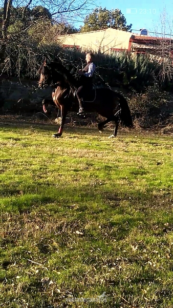 Caballos Pura Raza Española (P.R.E.) Pura Raza Española - Caballo  pre castaño