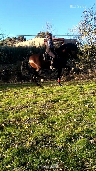 Caballo  pre castaño - Caballos Pura Raza Española (P.R.E.) Pura Raza Española