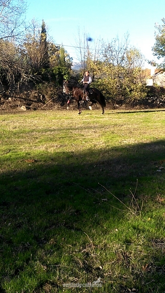 Caballo  pre castaño - Pura Raza Española