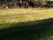 Caballo pre castaño