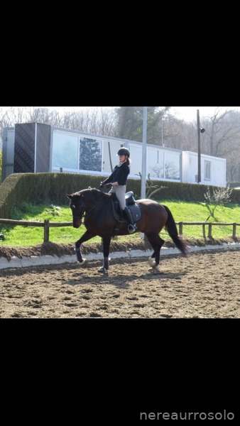 Caballo nivel San Jorge in 