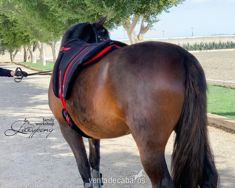 Silla Sudadero Bareback Hacking Lazypony\ Bareback Pad Hacking LP - Sillas de montar in 