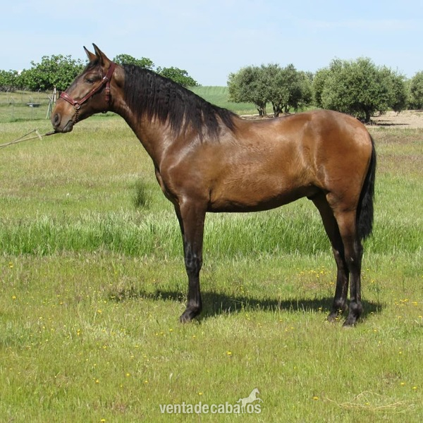 Caballos Pura Raza Española (P.R.E.) Pura raza español  - Potro pre 2 años 