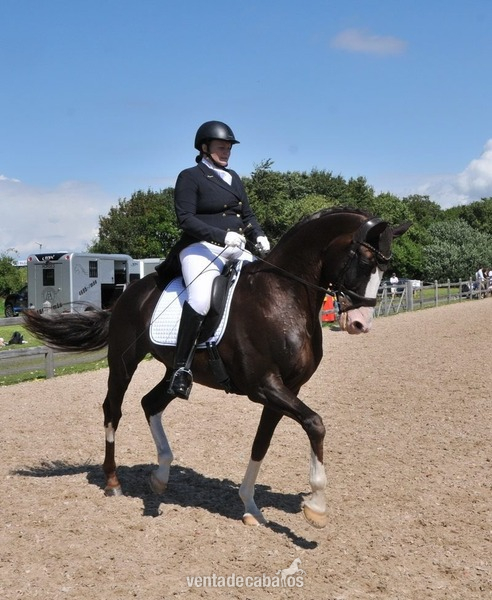 Irish Sport Horse