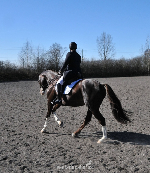 Irish Sport Horse {TYPE}