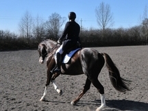 Magnífico Talented Allrounder Castrado