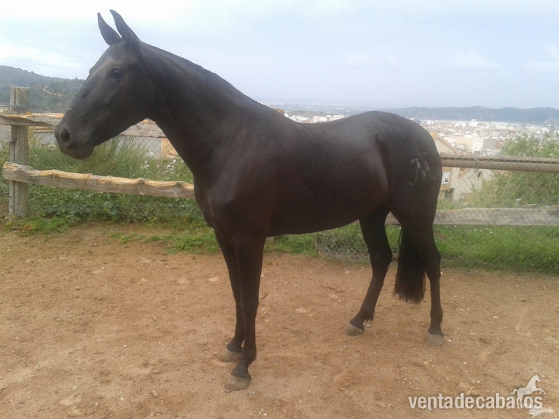 Venta De Yeguas De Pura Raza Española Capa Negra in 