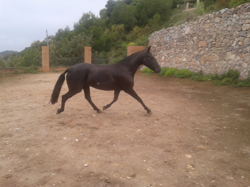 Caballo de Deporte Español (CDE)