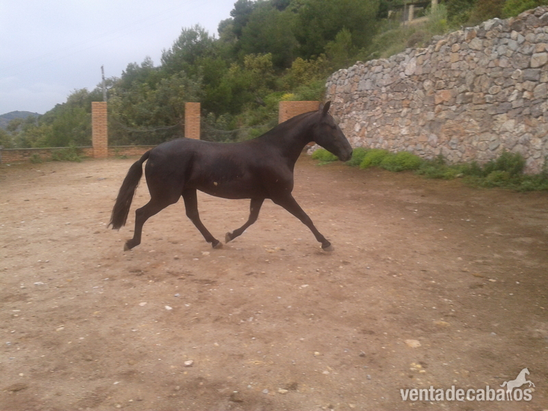 Caballo de Deporte Español (CDE)