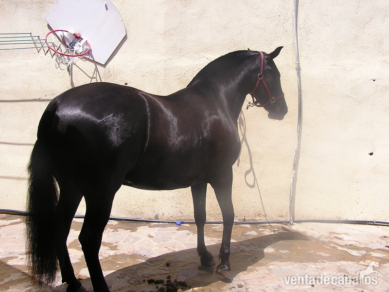 Caballo de Deporte Español (CDE) {TYPE}