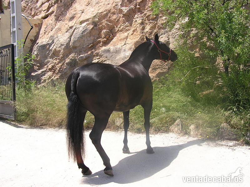 Caballos Pura Raza Española (P.R.E.) Caballo de Deporte Español (CDE) - Venta De Yeguas De Pura Raza Española Capa Negra