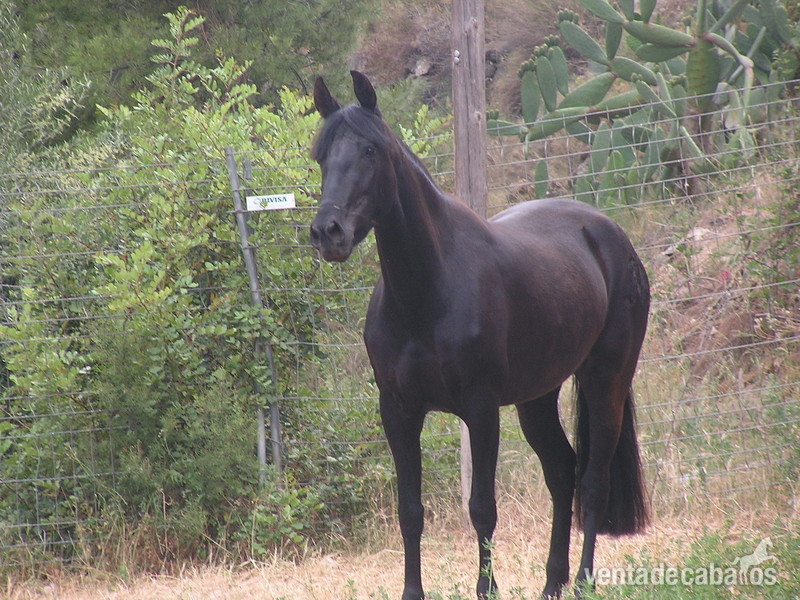 Venta De Yeguas De Pura Raza Española Capa Negra - Caballos Pura Raza Española (P.R.E.) Caballo de Deporte Español (CDE)
