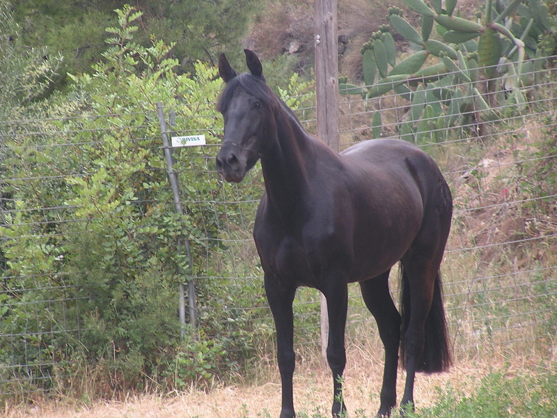 Venta De Yeguas De Pura Raza Española Capa Negra - Caballos Pura Raza Española (P.R.E.) Caballo de Deporte Español (CDE)