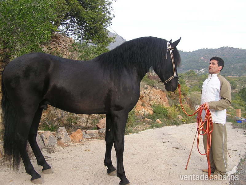 Venta De Yeguas De Pura Raza Española Capa Negra - Caballo de Deporte Español (CDE)