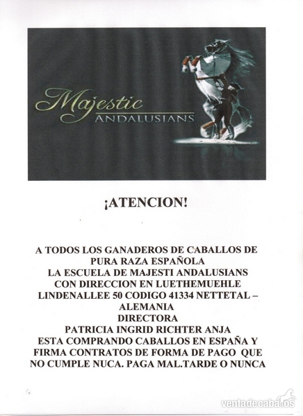 Venta De Yeguas De Pura Raza Española Capa Negra - Caballos Pura Raza Española (P.R.E.)