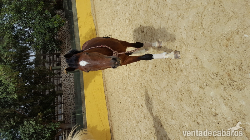 Pony muy bueno para 1.00m in 