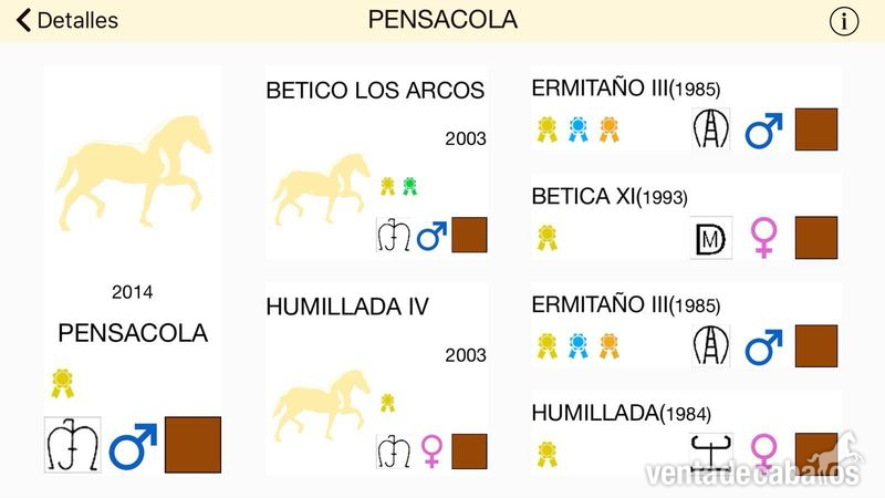 POTRO DE HERMITAÑO III! - Potros PRE
