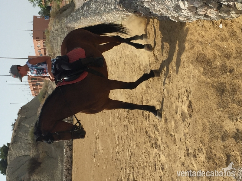 Española-Lusa