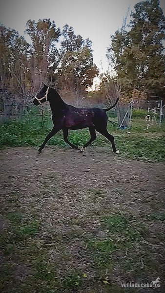 Hispanoarabe