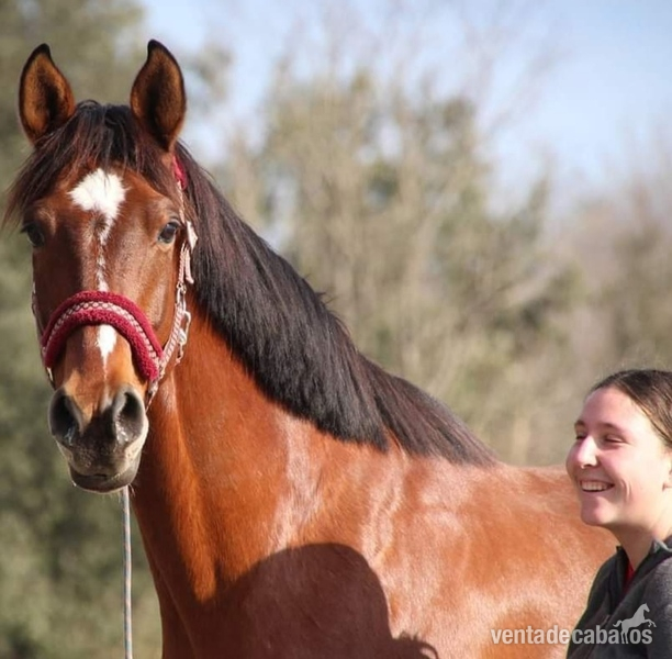 Caballo de deporte montado y enganchado in 