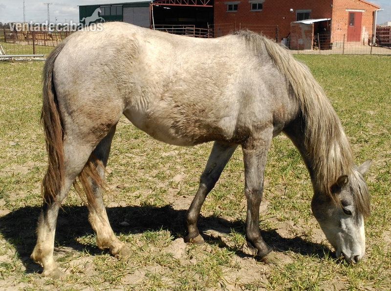 Lusitano