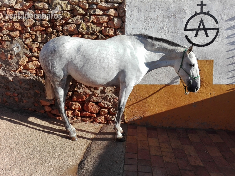 Caballos Pura Raza Española (P.R.E.) Pura Raza Española - Se vende yegua PRE
