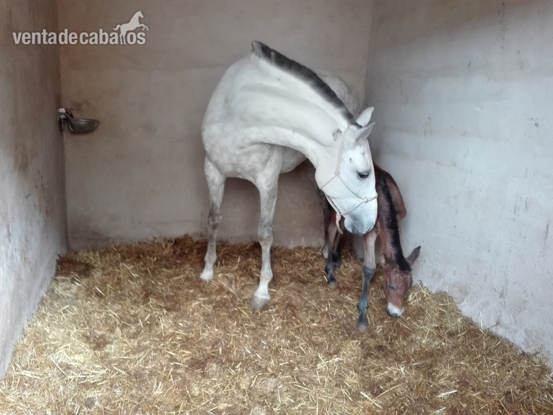 Se vende yegua PRE - Caballos Pura Raza Española (P.R.E.) Pura Raza Española