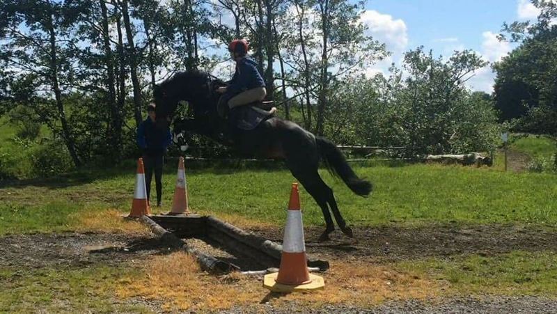 Super caballo de Salto! - Caballos Capados Irish Sport Horse