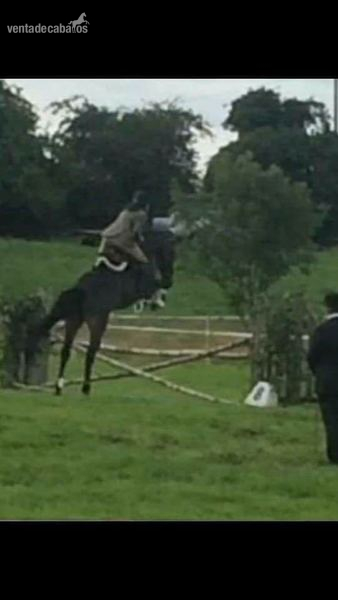 Super caballo de Salto! - Irish Sport Horse