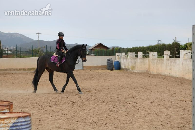 Super caballo de Salto!