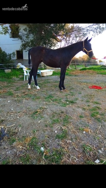 Caballo Hispano Árabe Hispanoarabe - Potra hispanoarabe al 37'5